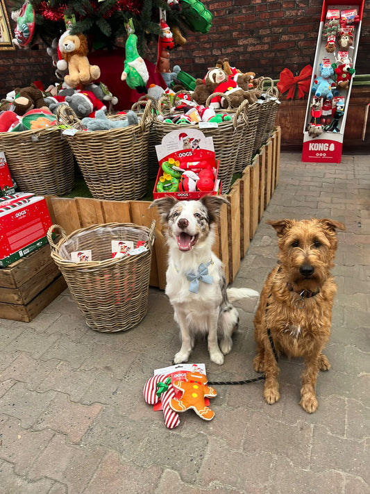 Fantastische honden trainster